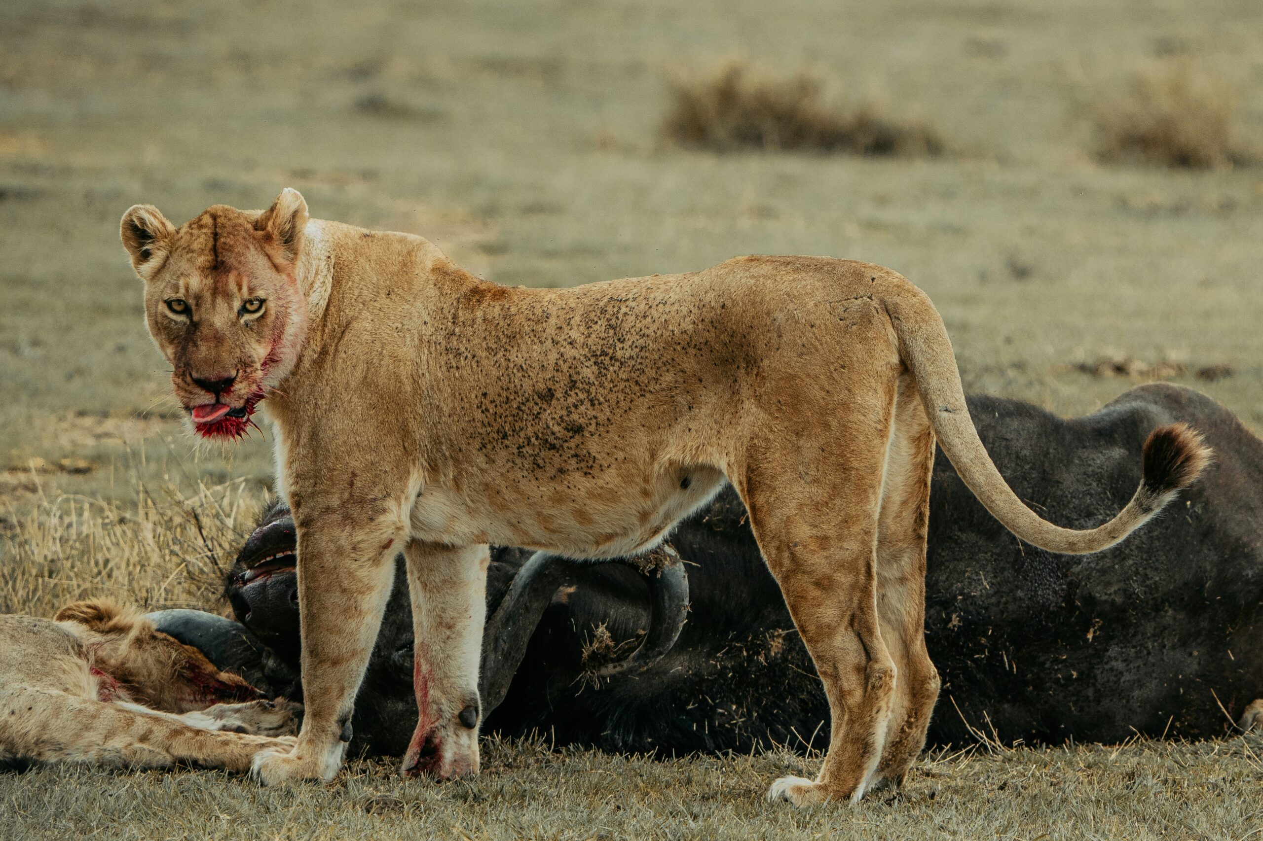 Safari and Coast Escape